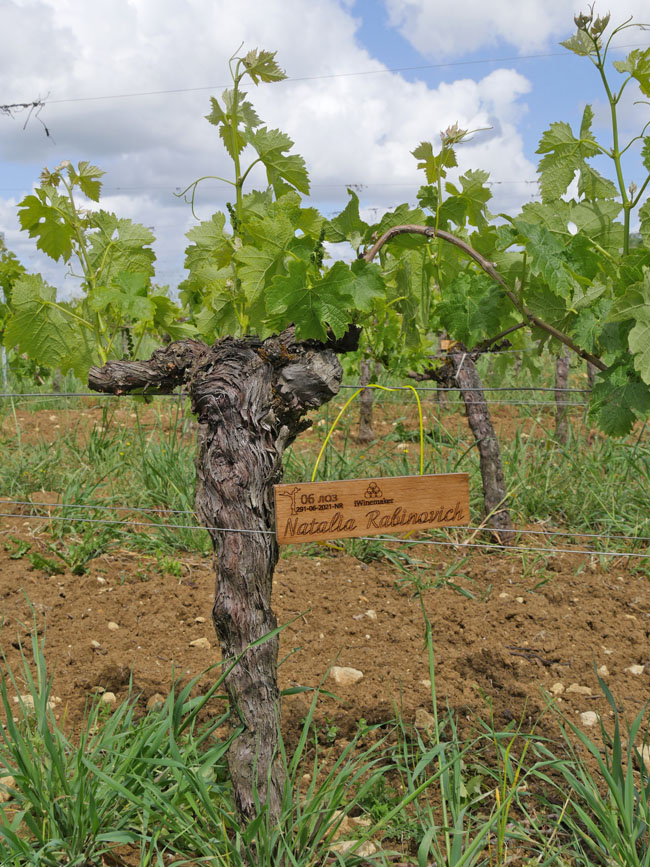 Виноградник на урожай